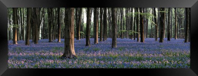 Sea of Bluebells in Micheldever forest Framed Print by Sonny Ryse