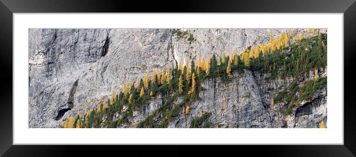 Alpine forest in the Alps Framed Mounted Print by Sonny Ryse