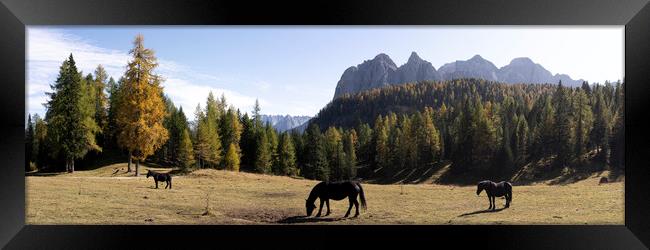 Horses and the Alpine forest in the Italian Alps Framed Print by Sonny Ryse