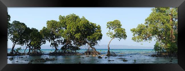 Havelock Island Mangroves Andamans Framed Print by Sonny Ryse