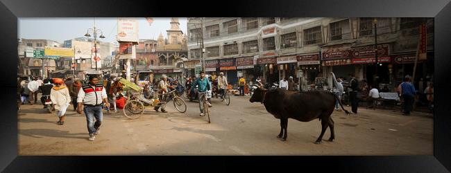 Varanasi street scene india with cows Framed Print by Sonny Ryse