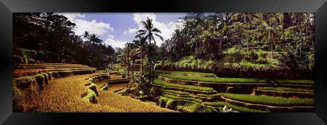 Tegallalang Rice terraces Framed Print by Sonny Ryse