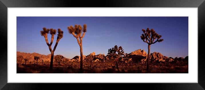 Joshua Tree National Park Sunrise USA Framed Mounted Print by Sonny Ryse