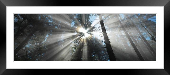 Olympic National Park Forest Framed Mounted Print by Sonny Ryse