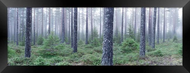Norwegian Forest Mist Frost Vestfold og Telemark Framed Print by Sonny Ryse