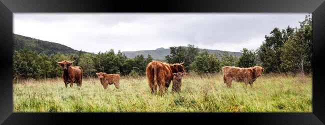 Scottish Highland Cows Coos and Calves Herd Framed Print by Sonny Ryse