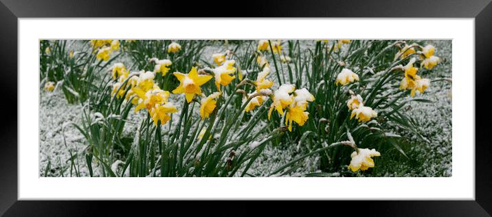 Spring Flowers covered in snow Framed Mounted Print by Sonny Ryse