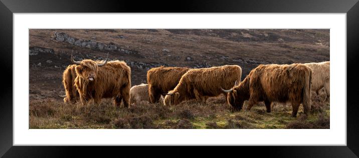 Highland cow coo herd 1 Framed Mounted Print by Sonny Ryse