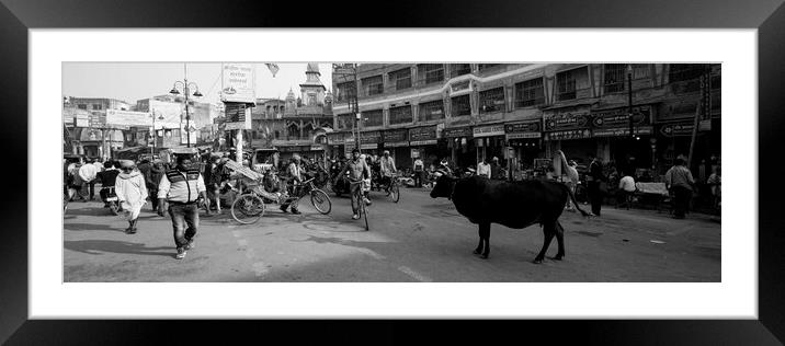 Varanasi street scene india with cows Black and white Framed Mounted Print by Sonny Ryse