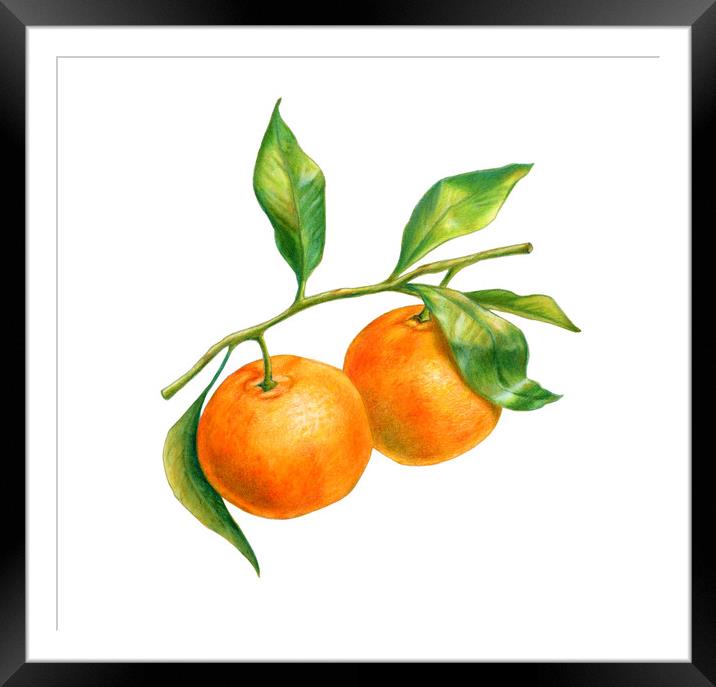 Two tangerines on a branch with leaves Framed Mounted Print by Andrea Danti