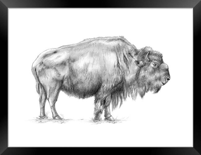American bison Framed Print by Andrea Danti