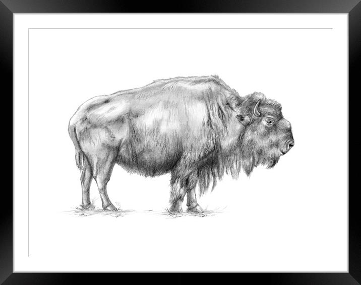 American bison Framed Mounted Print by Andrea Danti