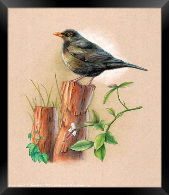 Blackbird on a wood pole Framed Print by Andrea Danti