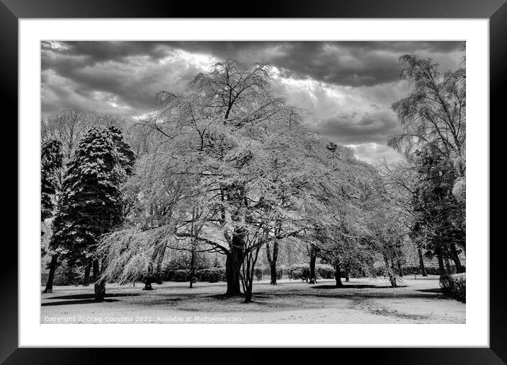 Snow Trees 1 Framed Mounted Print by Wall Art by Craig Cusins