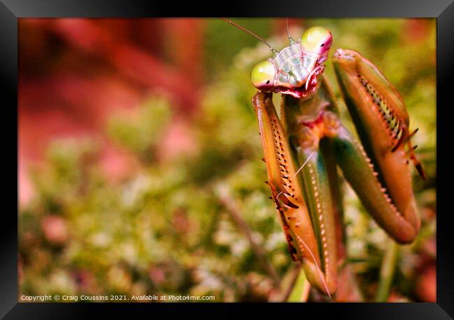 Praying Mantis Framed Print by Wall Art by Craig Cusins