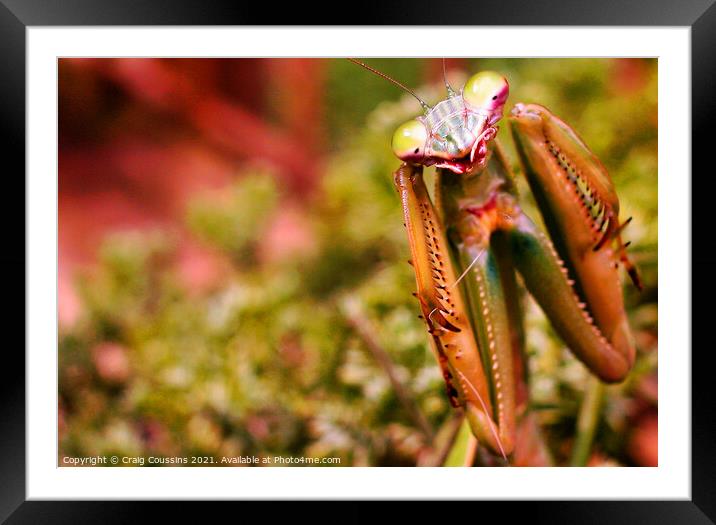 Praying Mantis Framed Mounted Print by Wall Art by Craig Cusins