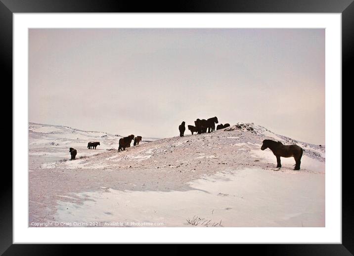 Icelandic Horses on a snow covered field Framed Mounted Print by Wall Art by Craig Cusins