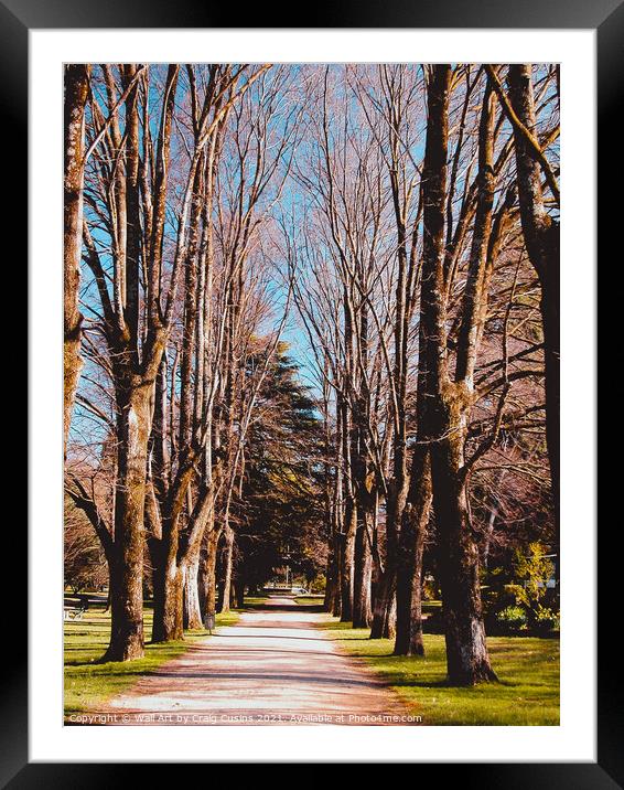 Elm Tree Avenue  Framed Mounted Print by Wall Art by Craig Cusins