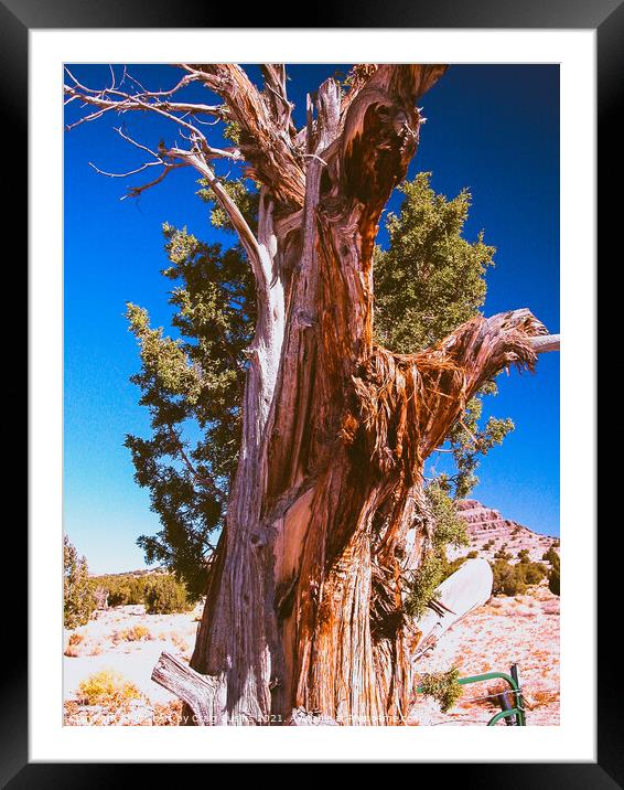 Ancient Juniper Tree Framed Mounted Print by Wall Art by Craig Cusins