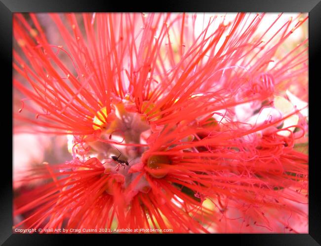 Ant Home Framed Print by Wall Art by Craig Cusins