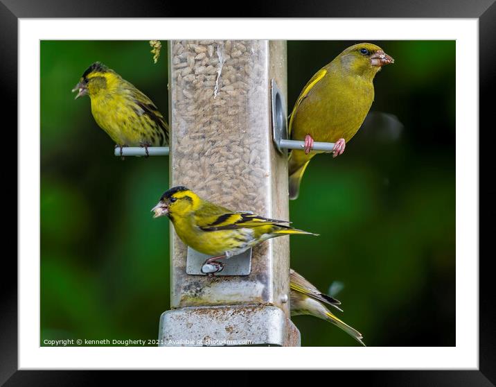 Greenfinch Framed Mounted Print by kenneth Dougherty