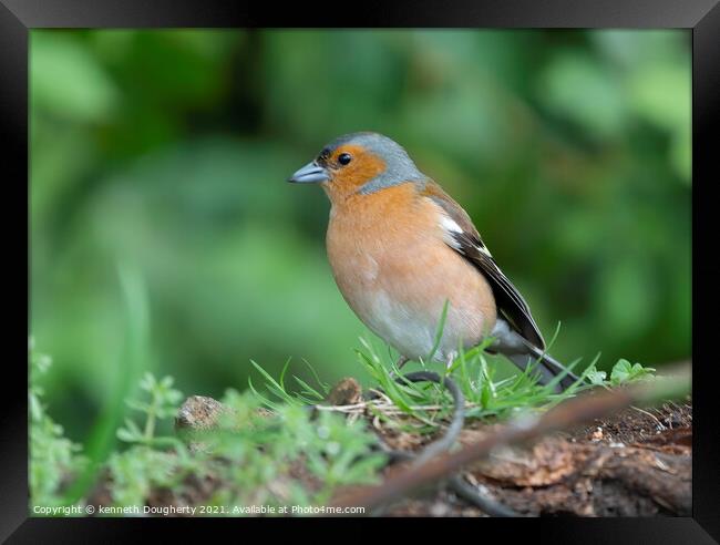 Male Chaffinch. Framed Print by kenneth Dougherty