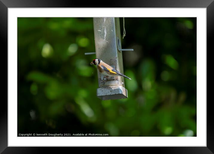 Goldfinch Framed Mounted Print by kenneth Dougherty