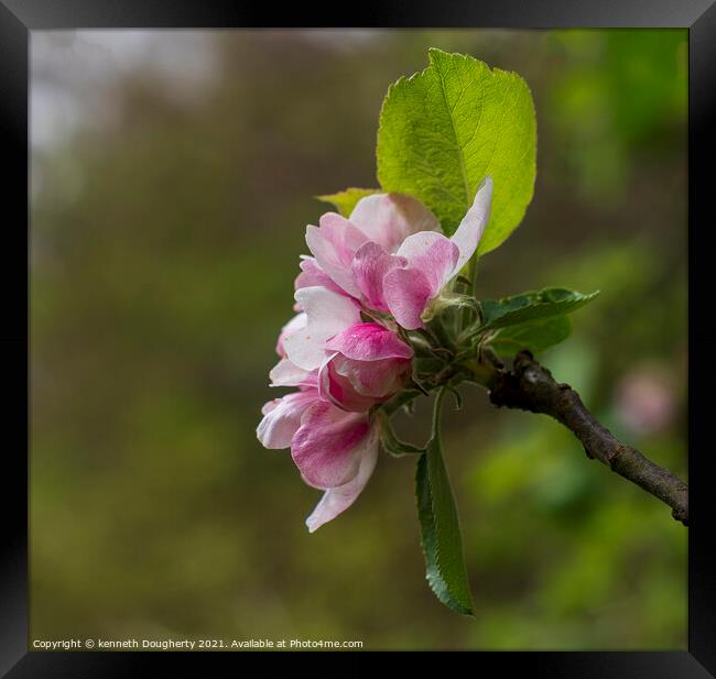 Apple blossom Framed Print by kenneth Dougherty