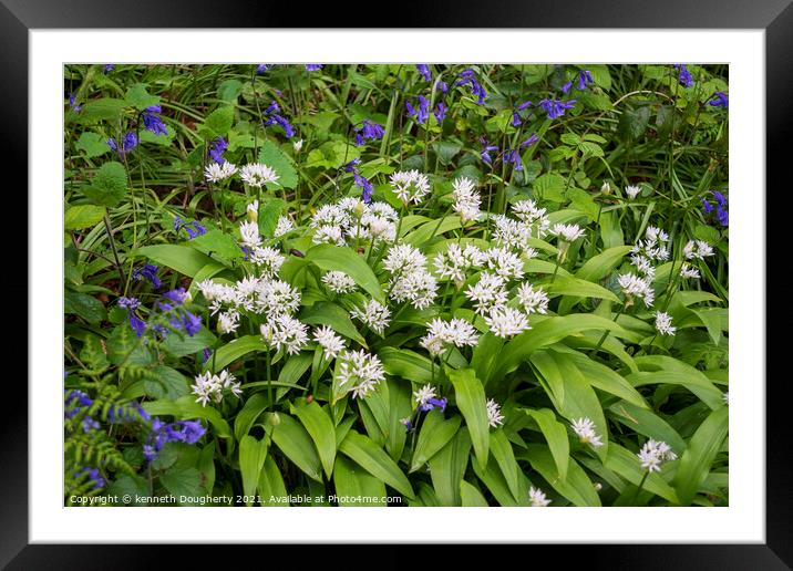 Wild Orchids and bluebells. Framed Mounted Print by kenneth Dougherty