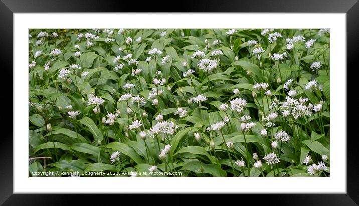 wild orchids Framed Mounted Print by kenneth Dougherty