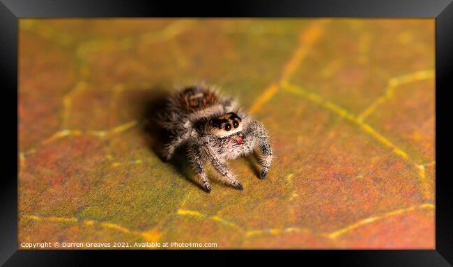 Jumping Spider Framed Print by Darren Greaves