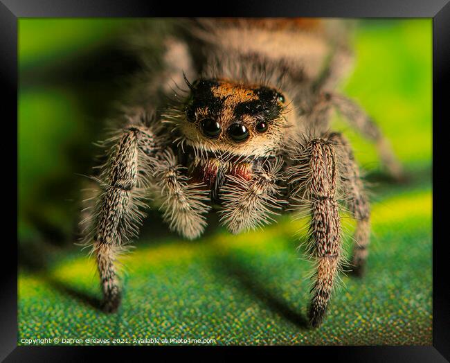 A close up of a jumping spider Framed Print by Darren Greaves