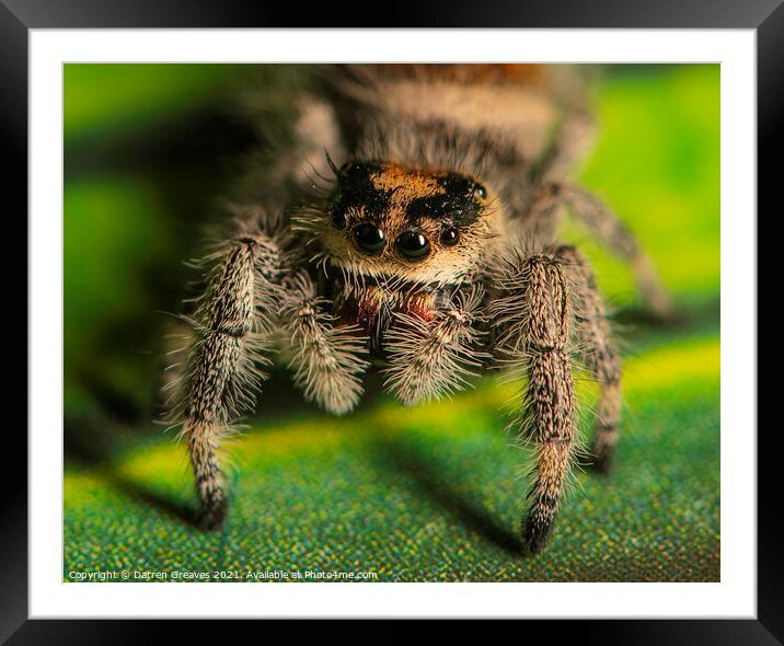 A close up of a jumping spider Framed Mounted Print by Darren Greaves