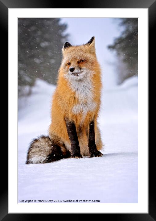 Fox in Winter Framed Mounted Print by Mark Duffy