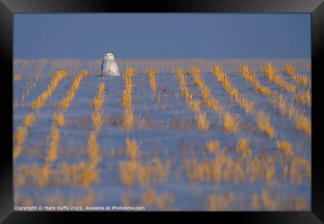 Snowy Owl WInter Framed Print by Mark Duffy