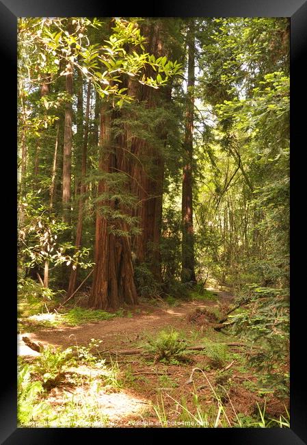 Path Through the Redwoods Framed Print by Sam Robinson