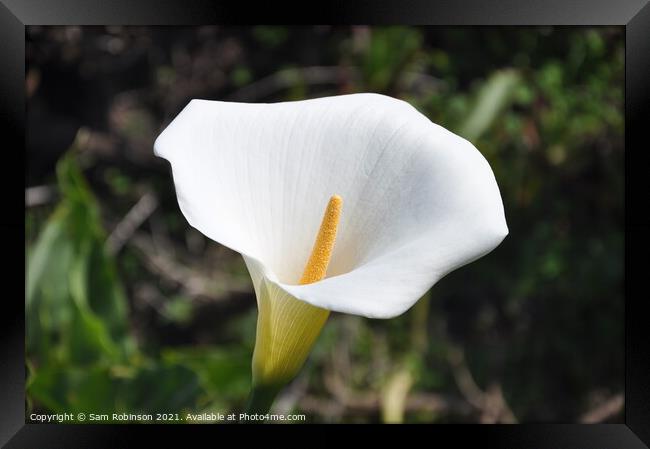 Open Petal Close Up Peace Lily Framed Print by Sam Robinson