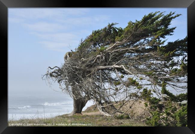 Windswept Tree by Ocean Framed Print by Sam Robinson