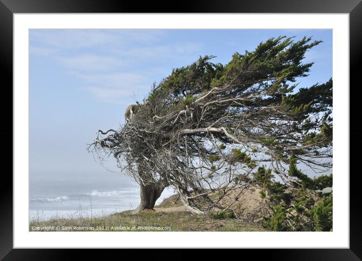 Windswept Tree by Ocean Framed Mounted Print by Sam Robinson