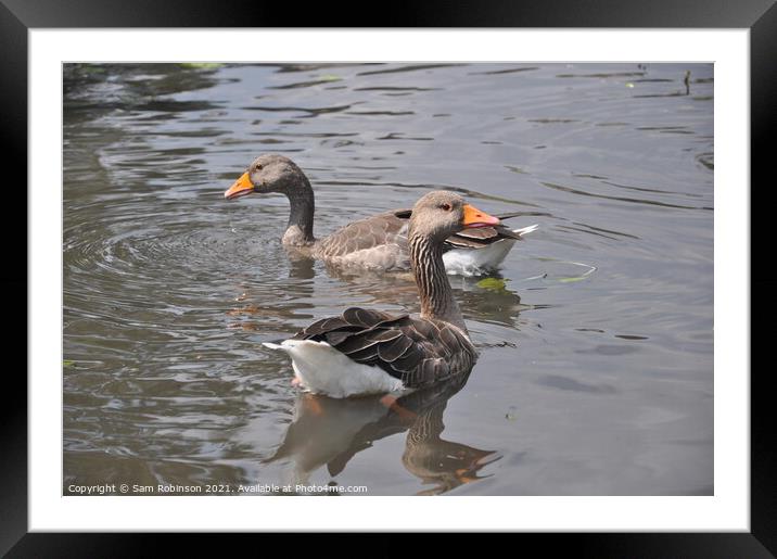Two geese on Pond Framed Mounted Print by Sam Robinson