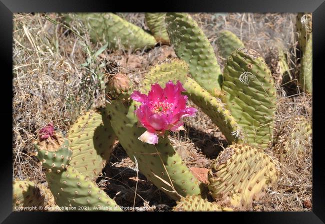 Flowering Desert Cactus Framed Print by Sam Robinson