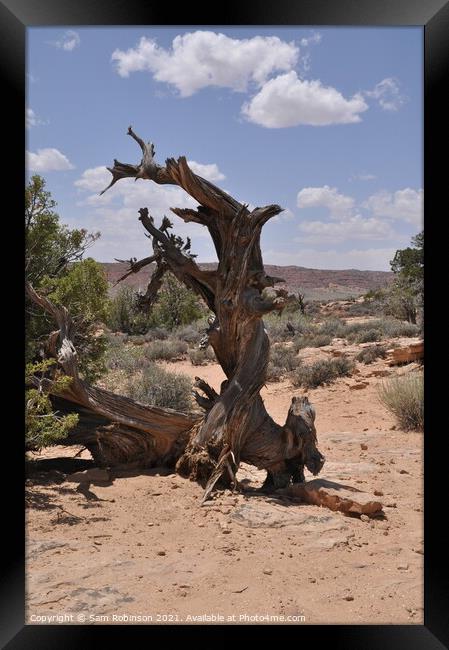 Twisted Tree, Arches National Park Framed Print by Sam Robinson