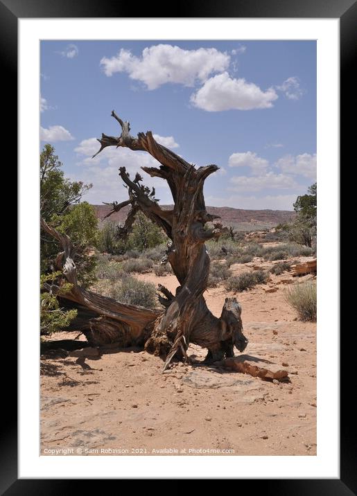 Twisted Tree, Arches National Park Framed Mounted Print by Sam Robinson