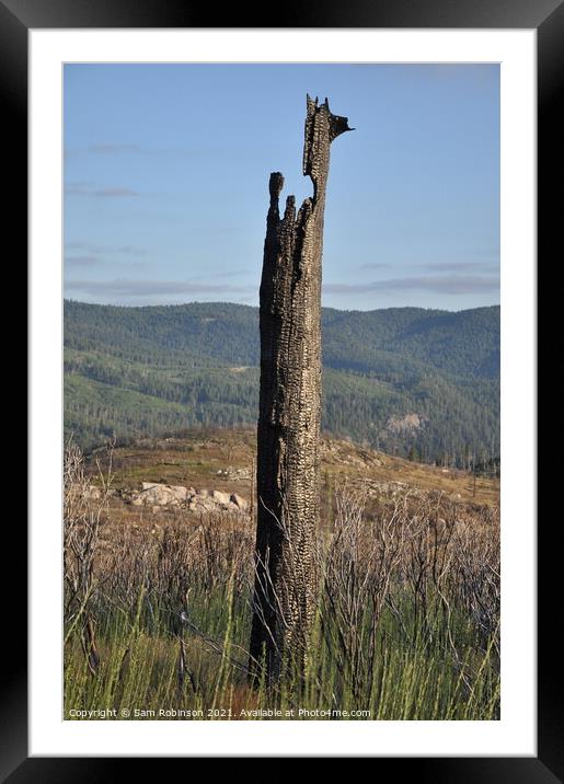 Burnt Out Tree, Yosemite  Framed Mounted Print by Sam Robinson