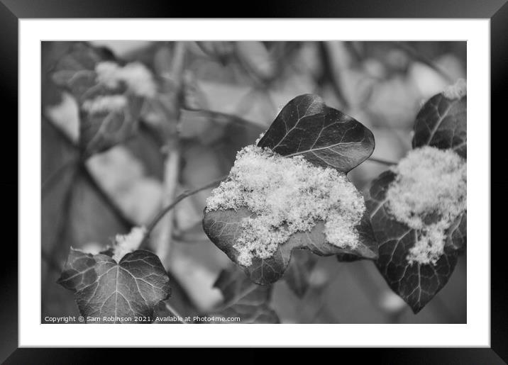 Black and White Ivy with Snow Framed Mounted Print by Sam Robinson
