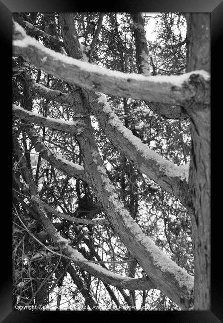 Snow covered branches Framed Print by Sam Robinson