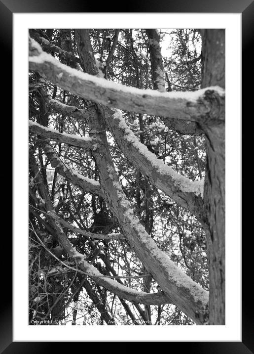 Snow covered branches Framed Mounted Print by Sam Robinson