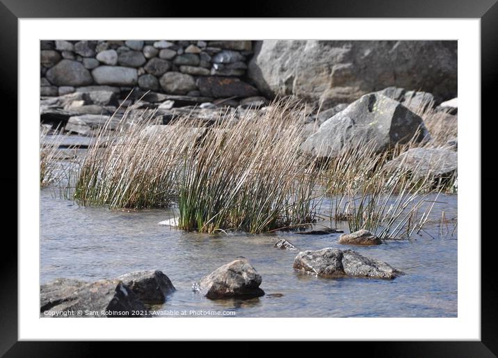 Reeds in Mountain Lake Framed Mounted Print by Sam Robinson