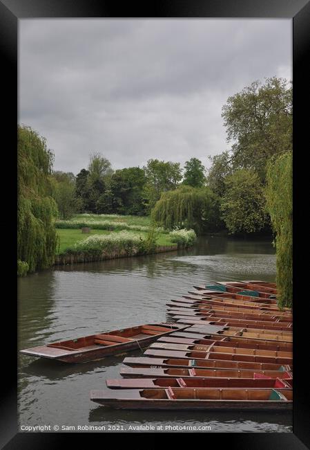 Punts moored up on the River Cam Framed Print by Sam Robinson