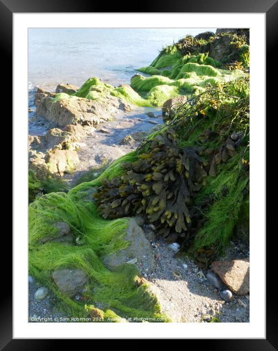 Bright Green Seaweed Covered Rock Framed Mounted Print by Sam Robinson